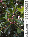 Banyan tree fruit, banyan tree 141009225