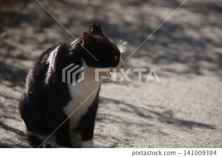 Stray cat, calico cat 1 Stray cat, calico cat 1 141009384