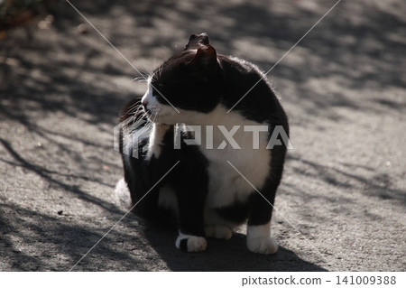 Stray cat, calico, 5 Stray cat, calico, 5 141009388