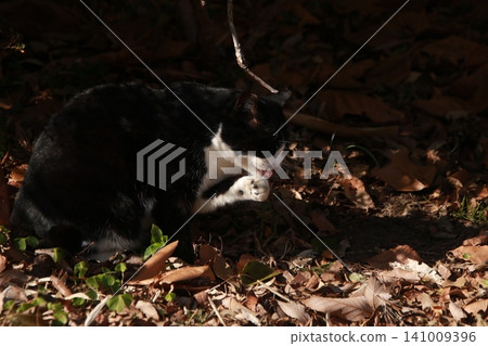 Stray cat, calico, 13 141009396