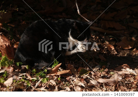Stray cat, calico, 14 Stray cat, calico, 14 141009397