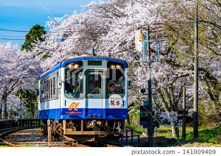 能登鐵道:能登鹿島站櫻花盛開。 能登鐵道:能登鹿島站櫻花盛開。 141009409