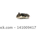Hamster Djungarian Djungarian hamster white background 141009417