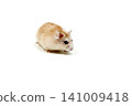Hamster pudding white background 141009418