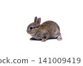 Netherland dwarf rabbit Netherland dwarf white background 141009419