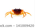 Freshwater crab, aquatic creature, food ingredient, white background 141009420