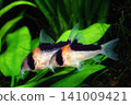 Corydoras, Corydoras duplicareus, Aquarium 141009421