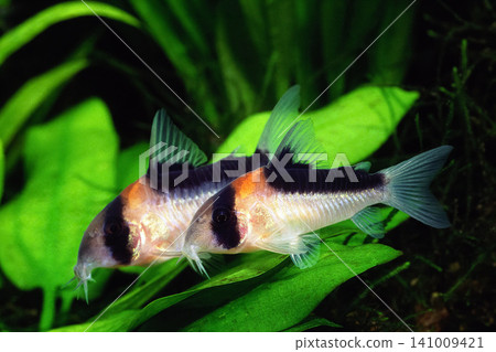 鼠魚，Corydoras duplicareus，水族箱 141009421