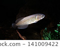 Nile Arowana Heterotis Aquarium 141009422