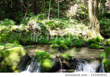 Moss-covered rocks, clear streams, and sunlight filtering through the trees in Nasu, Tochigi Prefecture. Moss-covered rocks, clear streams, and sunlight filtering through the trees in Nasu, Tochigi Prefecture. 141009501