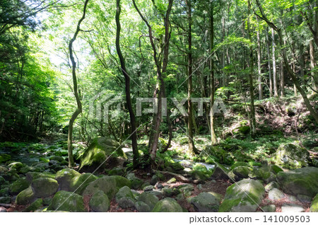 Moss-covered rocks, clear streams, and sunlight filtering through the trees in Nasu, Tochigi Prefecture. Moss-covered rocks, clear streams, and sunlight filtering through the trees in Nasu, Tochigi Prefecture. 141009503