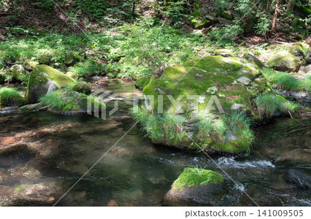 Moss-covered rocks, clear streams, and sunlight filtering through the trees in Nasu, Tochigi Prefecture. Moss-covered rocks, clear streams, and sunlight filtering through the trees in Nasu, Tochigi Prefecture. 141009505
