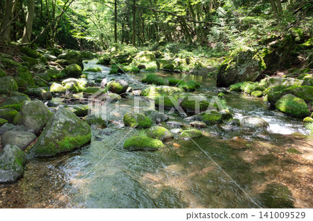 Moss-covered rocks, clear streams, and sunlight filtering through the trees in Nasu, Tochigi Prefecture. Moss-covered rocks, clear streams, and sunlight filtering through the trees in Nasu, Tochigi Prefecture. 141009529