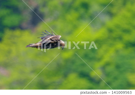 A golden eagle soars through the air, circling and hunting prey against the backdrop of a lush green forest. A golden eagle soars through the air, circling and hunting prey against the backdrop of a lush green forest. 141009563