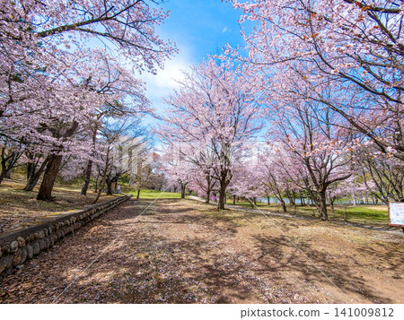 Midorigaoka Park (April, Obihiro City) 141009812