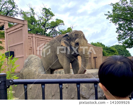 A child's back as they gaze at an elephant at the zoo. A child's back as they gaze at an elephant at the zoo. 141009926