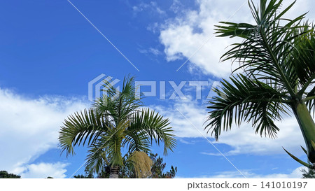 The blue Okinawan sky stretches out beyond the palm leaves in Onna Village. 141010197