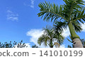 The blue Okinawan sky stretches out beyond the palm leaves in Onna Village. 141010199