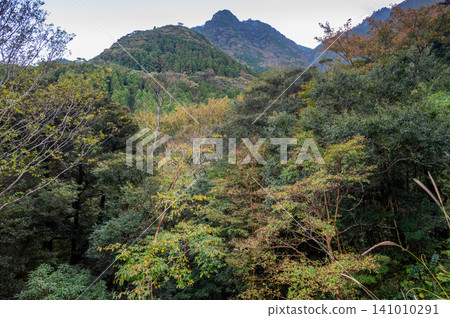 屋久島的秋天:樹葉開始緩慢而靜靜地變色。 屋久島的秋天:樹葉開始緩慢而靜靜地變色。 141010291