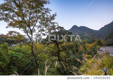 屋久島的秋天:樹葉開始緩慢而靜靜地變色。 屋久島的秋天:樹葉開始緩慢而靜靜地變色。 141010292