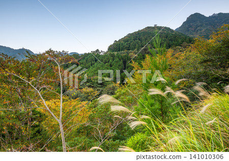Autumn in Yakushima: The leaves begin to change color slowly and quietly. 141010306