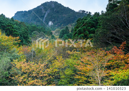 Autumn in Yakushima: The leaves begin to change color slowly and quietly. Autumn in Yakushima: The leaves begin to change color slowly and quietly. 141010323