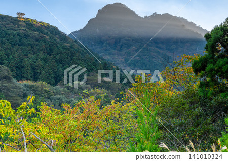 屋久島的秋天:樹葉開始緩慢而靜靜地變色。 屋久島的秋天:樹葉開始緩慢而靜靜地變色。 141010324