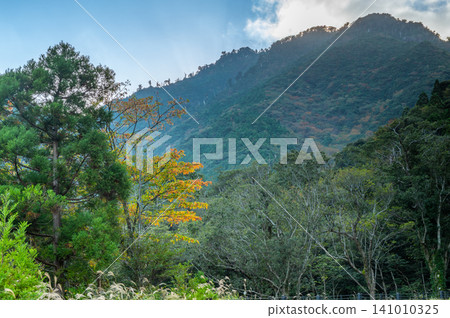 Autumn in Yakushima: The leaves begin to change color slowly and quietly. Autumn in Yakushima: The leaves begin to change color slowly and quietly. 141010325