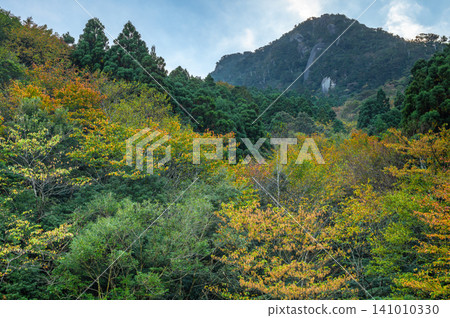 Autumn in Yakushima: The leaves begin to change color slowly and quietly. Autumn in Yakushima: The leaves begin to change color slowly and quietly. 141010330
