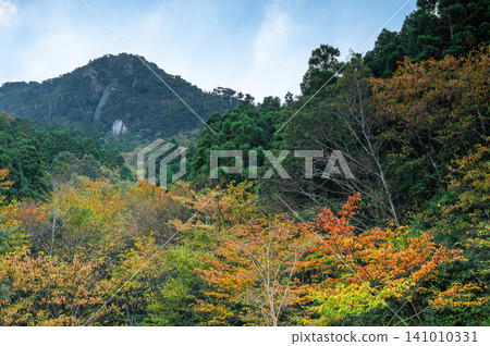 屋久島的秋天:樹葉開始緩慢而靜靜地變色。 屋久島的秋天:樹葉開始緩慢而靜靜地變色。 141010331