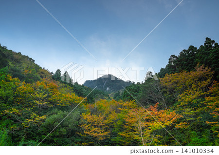 Autumn in Yakushima: The leaves begin to change color slowly and quietly. Autumn in Yakushima: The leaves begin to change color slowly and quietly. 141010334