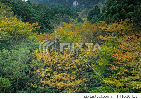 Autumn foliage on Yakushima Island: Yakushima long-tailed maple 141010415
