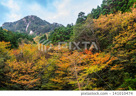Autumn in Yakushima: The leaves begin to change color slowly and quietly. Autumn in Yakushima: The leaves begin to change color slowly and quietly. 141010474