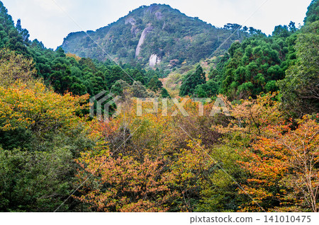 屋久島的秋天:樹葉開始緩慢而靜靜地變色。 屋久島的秋天:樹葉開始緩慢而靜靜地變色。 141010475