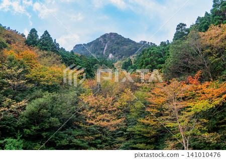 屋久島的秋天：樹葉開始緩慢而靜靜地變色。 141010476