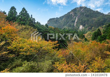 屋久島的秋天:樹葉開始緩慢而靜靜地變色。 屋久島的秋天:樹葉開始緩慢而靜靜地變色。 141010478
