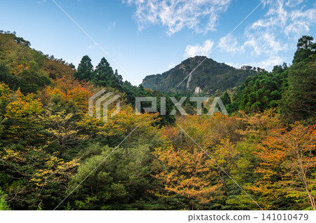 屋久島的秋天：樹葉開始緩慢而靜靜地變色。 141010479