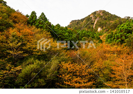屋久島的秋天:清晨的陽光照耀下,秋葉呈現令人嘆為觀止的美景。 屋久島的秋天:清晨的陽光照耀下,秋葉呈現令人嘆為觀止的美景。 141010517