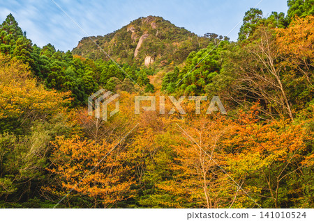 屋久島的秋天:清晨的陽光照耀下,秋葉呈現令人嘆為觀止的美景。 屋久島的秋天:清晨的陽光照耀下,秋葉呈現令人嘆為觀止的美景。 141010524