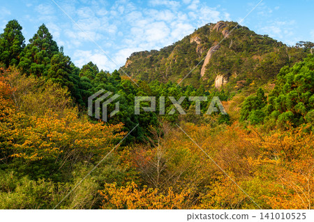 屋久島的秋天:清晨的陽光照耀下,秋葉呈現令人嘆為觀止的美景。 屋久島的秋天:清晨的陽光照耀下,秋葉呈現令人嘆為觀止的美景。 141010525
