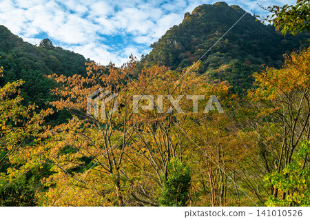 Autumn in Yakushima: A breathtaking view of autumn leaves illuminated by the morning sun. Autumn in Yakushima: A breathtaking view of autumn leaves illuminated by the morning sun. 141010526