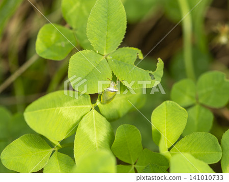 A stink bug resting on a white clover leaf. A stink bug resting on a white clover leaf. 141010733