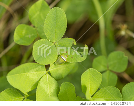 A stink bug resting on a white clover leaf. A stink bug resting on a white clover leaf. 141010734