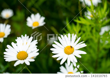 White Marguerite Flower White Marguerite Flower 141010765
