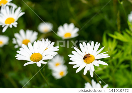 Bees and a field of white flowers Bees and a field of white flowers 141010772