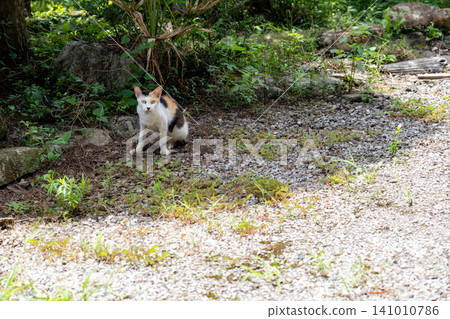 Calico cat sitting in the shade 141010786