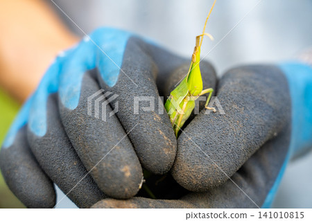 Grasshopper held in a glove Grasshopper held in a glove 141010815