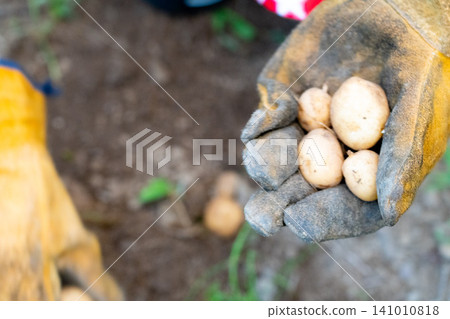 New potatoes inside gloves 141010818