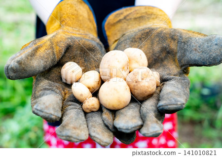 New potatoes in the palm of your hand New potatoes in the palm of your hand 141010821