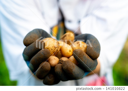 New potatoes in my hand New potatoes in my hand 141010822